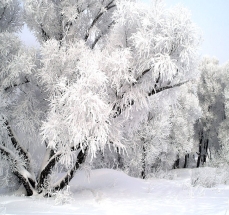 http://www.persian7.com/wp-content/uploads/2012/12/photos_winter-19.jpg